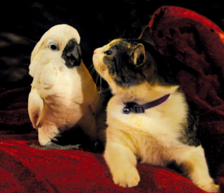 This is just an example of a Cockatoo and a Cat who are FRIENDS. The owner has slowly introduced them, however, if that cat were to get annoyes, it would easily kill the cockatoo wich a swipe of the paw.